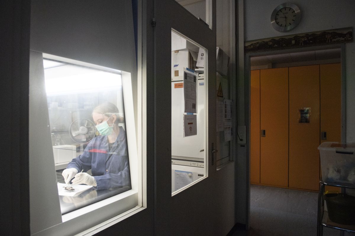 All'Istituto di virologia dell'Università di Zurigo, la dottoranda Myriam Wiederkehr preleva campioni da un pipistrello, 16 giugno 2021 – Foto: Keystone-ATS / Ennio Leanza